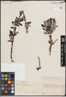 Foto von Salix eriophylla Andersson